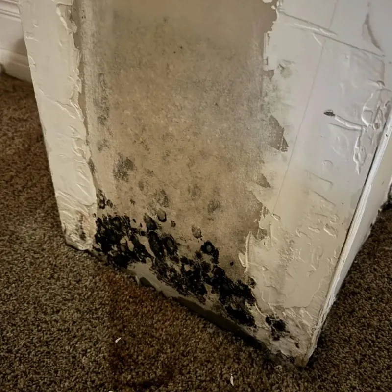 Professional Mold Removal in North Randall, OH